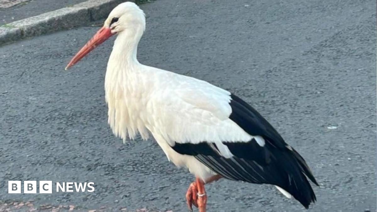 Belfast: Rare sighting of white stork in Northern Ireland